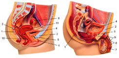 Женские и мужские мочеполовые органы в разрезе.